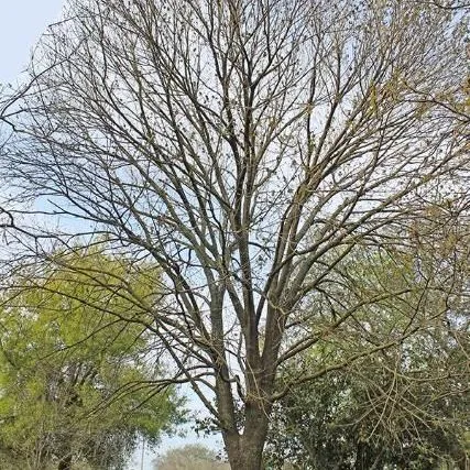 thumbnail for publication: Fraxinus pennsylvanica: Green Ash